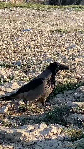 The video shows a hooded crow standing on a rocky, grassy ground. The crow has a black head and beak, and a gray body. It pecks at the ground, possibly searching for food. The background shows a rocky cliff and a gravelly area. There are voices in the background.