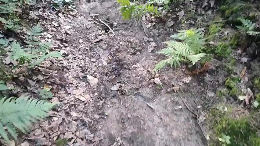 A person is walking on a dirt path in a forest. There are fallen trees and foliage on the ground. The person walks towards a lake.