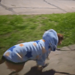 Dog in a star hoodie, evening walk and home in Wilde