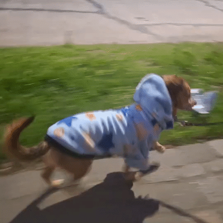Dog in a star hoodie, evening walk and home in Wilde