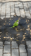 Barcelona street life: bathing parrot, skating, graffiti, bicycle doll