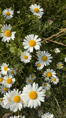Daisy field blooms captured in Great Yarmouth countryside