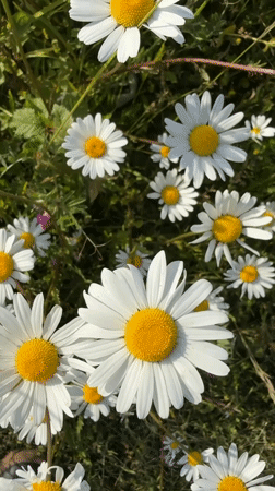 Daisy field blooms captured in Great Yarmouth countryside