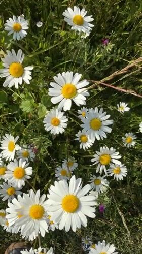 Daisy field blooms captured in Great Yarmouth countryside