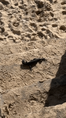 Morning beach scenes with monitor lizard spotted in Kuta Selatan