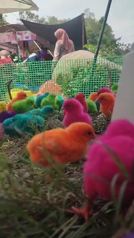 The video shows a close-up, ground-level view of a flock of brightly dyed chicks. The chicks are various colors including pink, orange, yellow, green, blue, and purple. They are in an outdoor environment, possibly a market, with grass and dirt visible on the ground. In the background, a green plastic fence encloses the chicks. Behind the fence, there are people, some wearing headscarves, and what appears to be a stall or tent. One person is seen handling a white plastic bag. The sky is overcast. The overall impression is a chaotic but colorful scene of young birds being displayed.