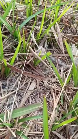 A butterfly rests on a dry stalk in a grassy area. The butterfly is small and brown with orange and black markings on its wings. It is surrounded by green grass and dry leaves. The butterfly is still, and its wings are closed. The video is shot from a close-up perspective, and the background is blurred.