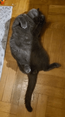 Gray cat lies playfully on back on wooden floor