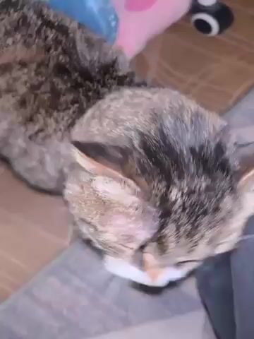The video shows a person petting a brown and white tabby cat. The cat is sitting on the person’s lap, and the person is stroking the cat’s head and back. The cat seems content and closes its eyes. The background is blurry, but it appears to be a living room with a wooden floor and a patterned rug. The person is wearing black pants and a gray sweatshirt.
