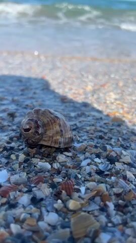 A close-up, low-angle shot focuses on a weathered, spiral seashell resting on a beach covered in a mix of crushed shells and pebbles. The seashell is a mottled brown and tan, with darker brown stripes spiraling towards its opening. The texture of the shell is rough and worn, suggesting it has been tumbled by the sea.

In the background, the ocean is visible with gentle waves breaking on the shore. The water is a muted blue-green, and the sunlight glints off the surface. A soft shadow, possibly from a beach umbrella or other unseen object, falls across the sand and shells in the mid-ground. The overall scene evokes a sense of tranquility and the natural beauty of a beach setting.

The time of day appears to be daytime, with bright sunlight casting shadows. The weather seems pleasant, with calm seas. The location is identifiable as Năvodari, Romania, a coastal town known for its beaches. No people are visible in the frame. There is no visible text. The prominent subject is the seashell, with the beach and ocean serving as its setting. The activity is passive, simply the presence of the shell on the beach, with the gentle movement of the waves in the background.