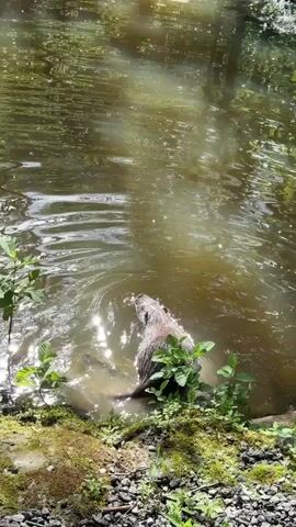 A nutria swims in murky green water near the shore. The shore is lined with rocks and some vegetation. The water is rippling, indicating movement. The nutria is facing away from the camera and appears to be moving towards the right side of the frame. Sunlight is reflecting off the water's surface.