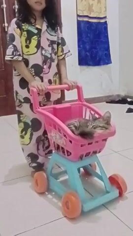 A young person in Mickey Mouse pajamas is pushing a small, pink and blue toy shopping cart.  A small, tabby kitten is asleep in the basket of the shopping cart. The person pushes the cart across the tiled floor. The background shows a wall, a blue curtain, a black chair, and two motorcycle helmets on the chair.