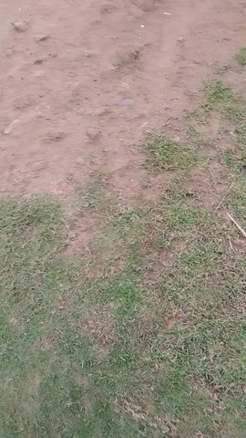 A person in blue pants and grey shoes is walking on a patch of grass that transitions into a dirt path. The video is shot from a low angle, focusing on the ground and the person's feet. A black cable is seen near the feet. The person walks from the grass onto the dirt path. The background is blurred.