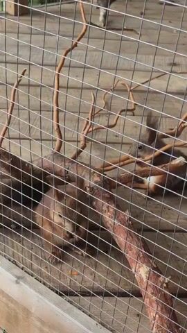 A shallow depth of field shot shows a wire fence in the foreground, through which three squirrels can be seen on a wooden platform. The squirrels are brown with bushy tails. Two of the squirrels are in the foreground, one of which is partially obscured by a large branch that lies horizontally across the image. This squirrel is looking towards the left of the frame. The second squirrel in the foreground is on the right side of the branch, and appears to be grooming itself. A third squirrel is visible further back, behind the branch, and to the right of the other two. It is also grooming itself. The wooden platform is constructed of planks laid parallel to each other. Various bare branches are scattered around the platform, providing habitat for the squirrels.