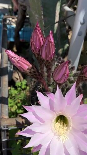 Spring blooms and market scenes captured in Alanya, Turkey