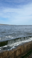 Cats congregate along Varna waterfront during sunny afternoon