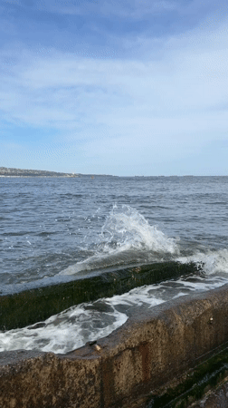 Cats congregate along Varna waterfront during sunny afternoon