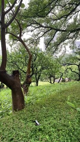 The scene depicts a lush, green park on a rainy day. The foreground is filled with dense ground cover, punctuated by several small trees with visible trunks and branches. The leaves of these trees are a vibrant green, glistening with moisture from the rain. In the background, additional trees and foliage contribute to the overall verdant landscape. The focus is on the natural environment, capturing the essence of a park during a rainfall. A tall building is vaguely visible in the distance.
