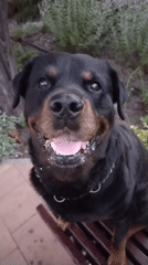 Evening stroll in Horishni Plavni with two Rottweilers and a toddler