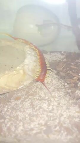 A centipede with a reddish-orange body and dark stripes moves across a textured surface. It has many legs and long antennae. The background shows a blurred enclosure with a white object and some foliage.