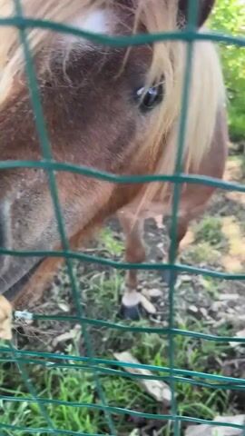 A person is gently touching the nose of a small, brown horse through a green wire fence. The horse has a long, blonde mane. The scene is outdoors, with green grass and a tree visible in the background. The hand is pale and touches the horse's nose several times. The horse remains still, seemingly accepting the touch.