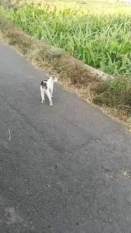 A white and black cat walks down a paved road. Two people wearing headscarves ride a motorcycle away from the cat. The road is lined with dry grass and tall green crops. In the background, there is a small gazebo and hills. The sky is bright and clear, suggesting it is daytime.