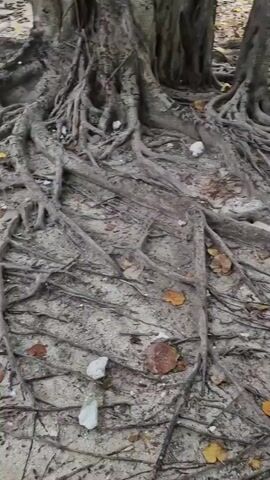 The camera starts focused on the exposed root system of a thick tree, which dominates the lower part of the frame. As the camera pans upwards, it reveals that the tree is composed of multiple trunks and branches, covered in bark and some vines. The leaves are sparse and vary in color from yellow to green. The ground is mostly covered in sand, fallen leaves, and exposed roots. In the background, a white building with a staircase can be seen. The light is diffuse.