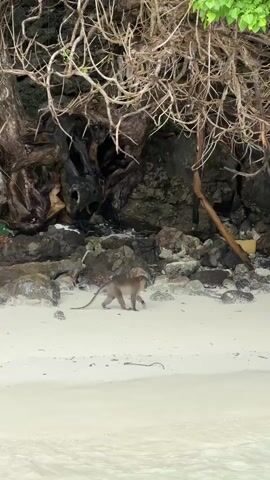 A monkey walks across a sandy beach under a canopy of trees and branches. The monkey is brown and has a long tail. Behind the monkey is a rocky area with some driftwood. The ocean is visible in the foreground.