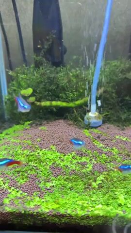 A video shows a fish tank with neon tetras swimming amongst aquarium plants and substrate. An airstone at the bottom of the tank is producing bubbles, creating ripples on the water's surface. The background of the tank is obscured by dense aquatic vegetation and a black filter.