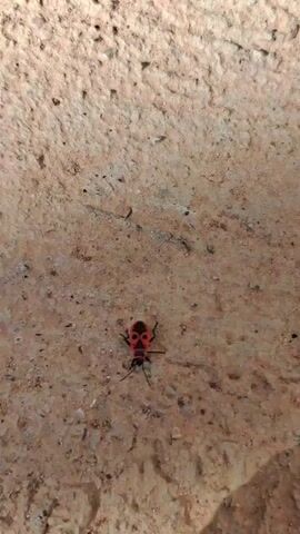 The video shows a close-up, high-angle shot of a small, red and black insect on a rough, textured, light brown surface. The insect appears to be a type of beetle with a distinctive black pattern on its red wings and a black body. It is facing downwards and to the left, with its legs spread out. The surface beneath the insect is uneven and appears to be made of concrete or a similar material, with small pebbles and grains embedded in it. The lighting suggests it is daytime, with shadows cast to the right of the frame. The insect is the sole subject of the video.