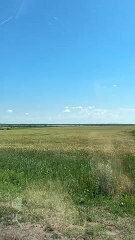 The video shows a view of a vast wheat field under a clear blue sky. The field is primarily composed of golden wheat stalks, with patches of green grass and wildflowers, including red poppies, growing along the edges and interspersed throughout. The sun is shining brightly, casting a warm light on the landscape. The camera appears to be moving, possibly from a vehicle, as evidenced by the slight blur and the perspective of the foreground grass. There are a few wispy clouds in the sky, and distant trees or structures can be seen on the horizon. The overall impression is one of a serene and expansive rural landscape on a sunny day.