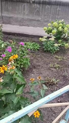 A garden area is shown with various flowers including yellow and pink varieties. A grey concrete wall runs along the background. A light blue and white fence is visible in the foreground.