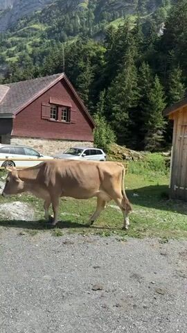 A cow walks across a gravel path in front of a rustic building with a red roof and wooden shutters. Two cars are parked behind the cow. The building is nestled in a mountainous landscape with lush green trees and a clear blue sky. A path winds up a hill in the distance where several people are walking.