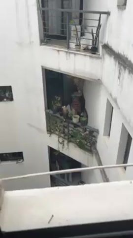 A high-angle shot filmed from indoors, likely a window, shows an open-air courtyard surrounded by what appears to be apartment buildings, all painted white. The courtyard is enclosed on all sides by multi-story buildings. The camera slowly zooms in on a balcony below. The balcony features a variety of potted plants along the railing and other items stacked in the corner, including wooden crates. A large bird, possibly an eagle or hawk, is perched on the balcony railing. The bird has brown and white plumage and is holding something pink in its beak. The environment appears urban, yet the presence of the bird suggests a nearby natural habitat. The overall lighting is soft and diffused. The buildings show signs of age and weathering.