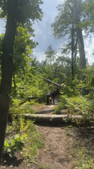 Forest trail walk with wildflowers, harebells, and a german shepherd