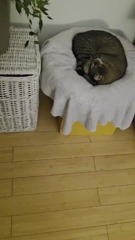 A tabby cat is curled up sleeping on a white blanket draped over a yellow object. To the left of the cat is a white wicker basket. The floor is made of wooden planks.