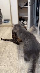 Bengal and grey tabby cats captured playing indoors