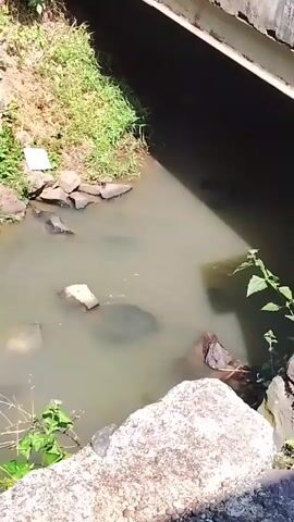 The video shows a slow pan over a dirty body of water. The water appears to be a stagnant stream or ditch with muddy banks. Lush green vegetation grows along the sides of the water. Scattered within the water are various pieces of debris, including plastic bags, what appear to be pieces of fabric, and other unidentifiable trash. In some frames, there are also darker shapes that could be rocks or submerged objects. The overall impression is of an unmaintained and polluted waterway.