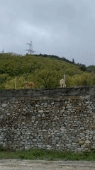 Dogs and cats spotted on stone structures in Chaika