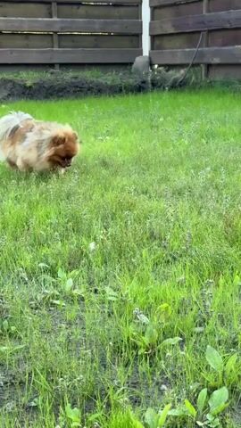 A small, fluffy dog with light brown and white fur walks through a grassy yard. The dog is facing the camera and appears to be sniffing the ground. The yard has a wooden fence in the background and patches of bare dirt. The lighting suggests it is daytime, possibly overcast.