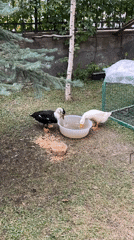 Ducks roaming a restaurant yard in Tsakhkadzor, Armenia