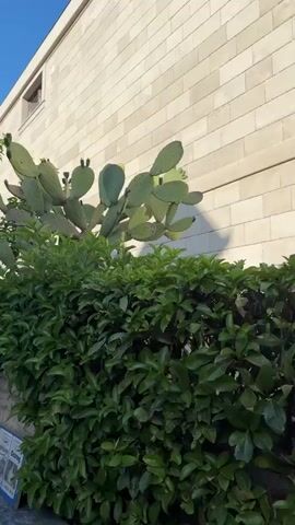 This media file features an outdoor scene with a prominent prickly pear cactus towering over a lush green hedge. The cactus, with its flat, paddle-like segments, is positioned in front of a light-colored brick building. To the left of the cactus, a tree with smaller green leaves is visible. A wall constructed of rough, light-colored stones runs along the bottom of the frame, partly obscured by the hedge.

Beneath the hedge, several framed posters are visible, displaying text. The posters are blue and white and contain text such as "Ostrog" and what appears to be "Đenovići". This suggests the location is Đenovići, Montenegro. The scene is bathed in daylight, likely morning or afternoon, with clear lighting indicating fair weather. There are no people visible in the frame, and no specific activity is taking place. The overall impression is one of a well-maintained outdoor space, possibly a garden or courtyard, with a mix of architectural elements and natural greenery. The image is captured from a slightly low angle, emphasizing the height of the cactus and the building.