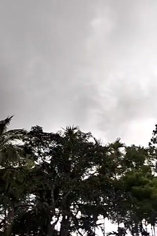 The video depicts a view looking up at trees against a gray, overcast sky.  The trees are mostly dark silhouettes, and include various types, possibly including palms. The clouds are dense and diffuse, filling the entire sky. A few tiny dark objects, possibly birds, are visible in the sky between the trees. There's no visible movement except the gentle swaying of trees. The overall impression is of a cloudy day in a natural setting.