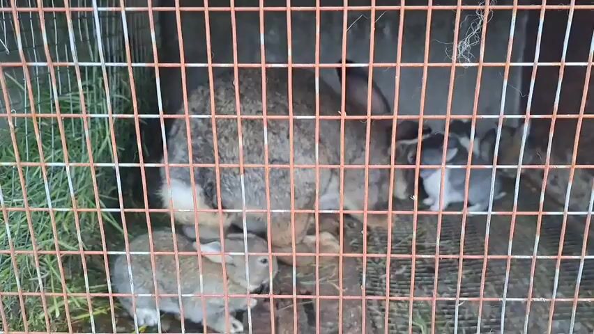The video shows a group of rabbits inside an orange wire cage. There is one adult rabbit and at least two smaller baby rabbits. Some hay and grass are visible on the floor of the cage. The camera angle is from outside the cage looking in.