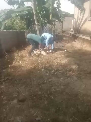 Two men are in a yard covered in dirt and dry grass, next to a building with a small window and some banana trees. They are bending over a white animal that appears to be a goat. The man on the left is wearing a green shirt and the man on the right is wearing a light blue shirt. They appear to be butchering the animal. A cinder block wall is visible on the left.