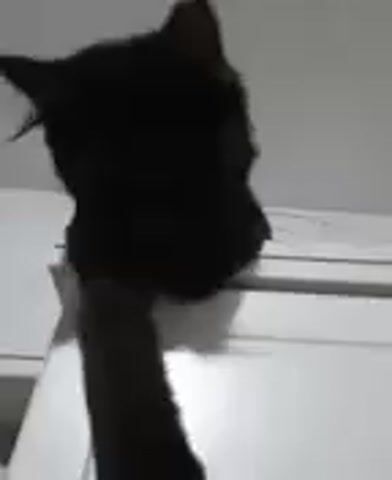 A black cat is perched on top of a white surface, possibly a cabinet or door. Its body is mostly obscured by shadow, but its head and one paw are visible. The cat is looking down and to the right. A hand is reaching up to the cat, and the cat's paw is extended towards the hand. The background is a white wall.