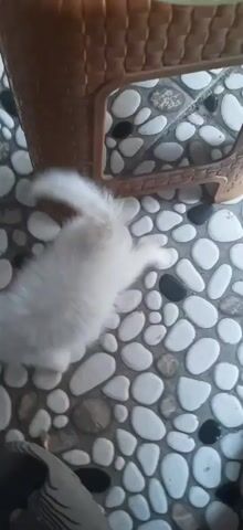 A white kitten with light brown markings on its tail walks across a floor with a pebble-like pattern. To the left of the kitten are a pair of off-white Croc-style shoes. To the right of the kitten is a brown woven basket. A person's hand reaches into the frame from the top right corner, holding a clear bowl with pieces of food, likely scrambled eggs. The kitten looks up at the hand as it moves the bowl.
