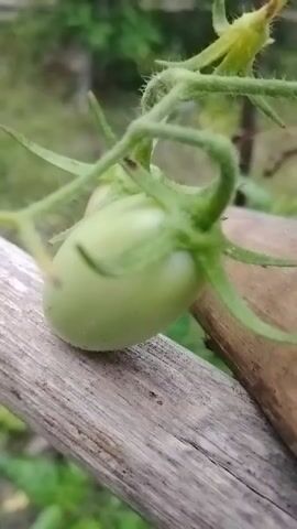 The video shows a close-up, shallow depth of field shot of an unripe green tomato plant. The tomato is elongated and green with small yellow streaks. It is attached to a vine with several thin, green stems and leaves. The plant appears to be growing in an outdoor environment with soft, out-of-focus foliage and a wooden support structure visible in the foreground. The camera is focused on the tomato, with the background blurred. The video is shot at a slightly upward angle. There are no people or other animate objects visible in the frame. The lighting is natural, suggesting daytime.