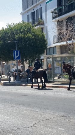 Morning streets of Tel Aviv-Yafo, horses and traffic in motion