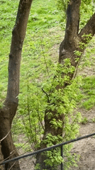 Spring foliage emerges on trees in Minsk, Belarus